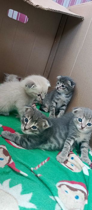 Котята вислоухие