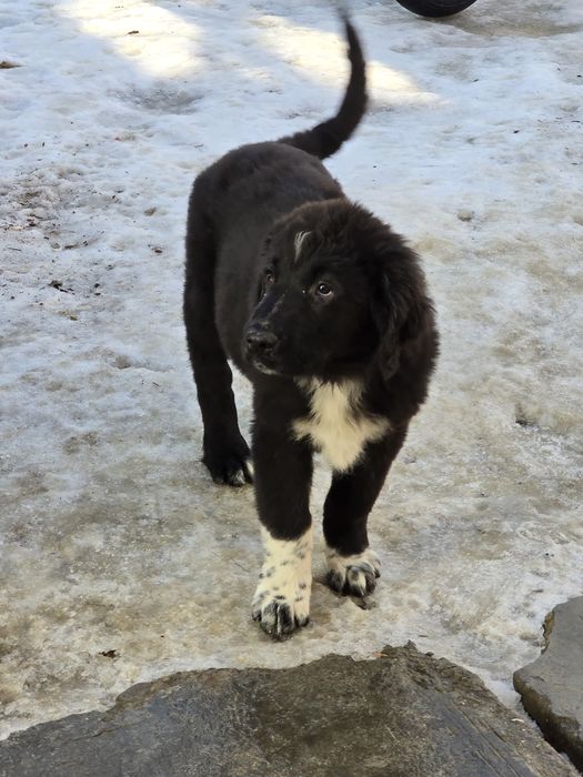 Ciobanesc corb pui 3 luni