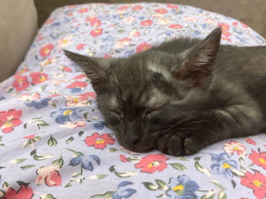 Отдам котика в добрые руки