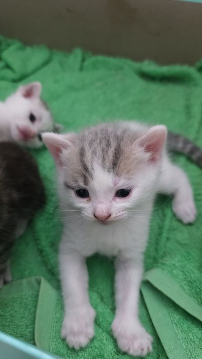 Срочно Продам котят