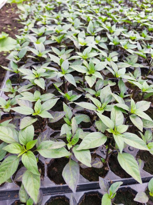 Vânzare Angro Răsaduri de Calitate