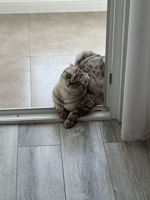 кот скотиш фолд 1 год