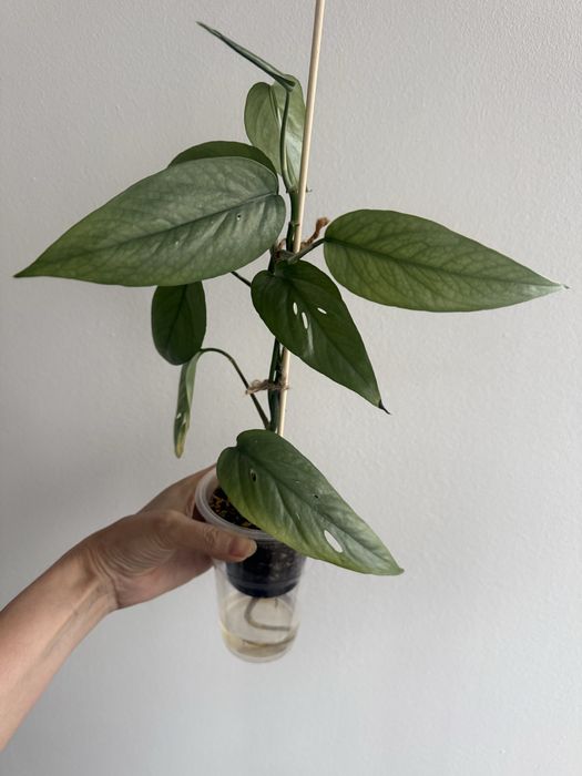 Эпипремнум Cebu Blue