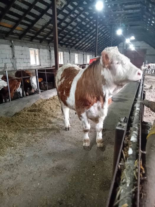 Taur cu certificat de originr