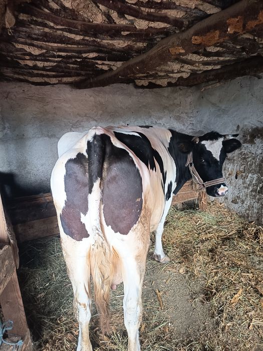Vând vaca tânără la a4fatare vaca e buna de lapte e fătată de o luna cu vitea albastru belgian langa ea