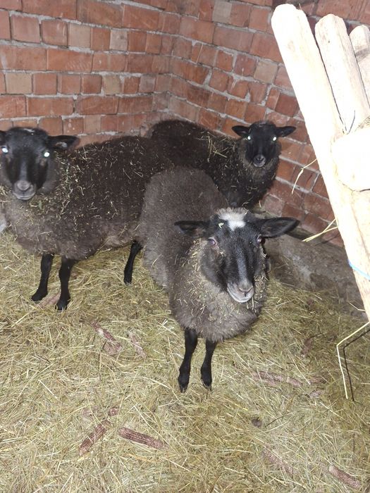 Vând oi și miei romanov