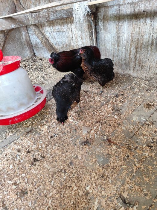 Vind ouă de Araucana