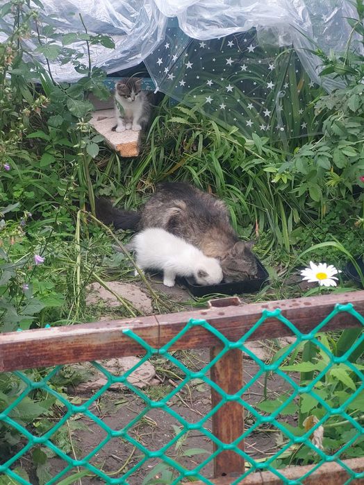 Отдам в добрые руки котят