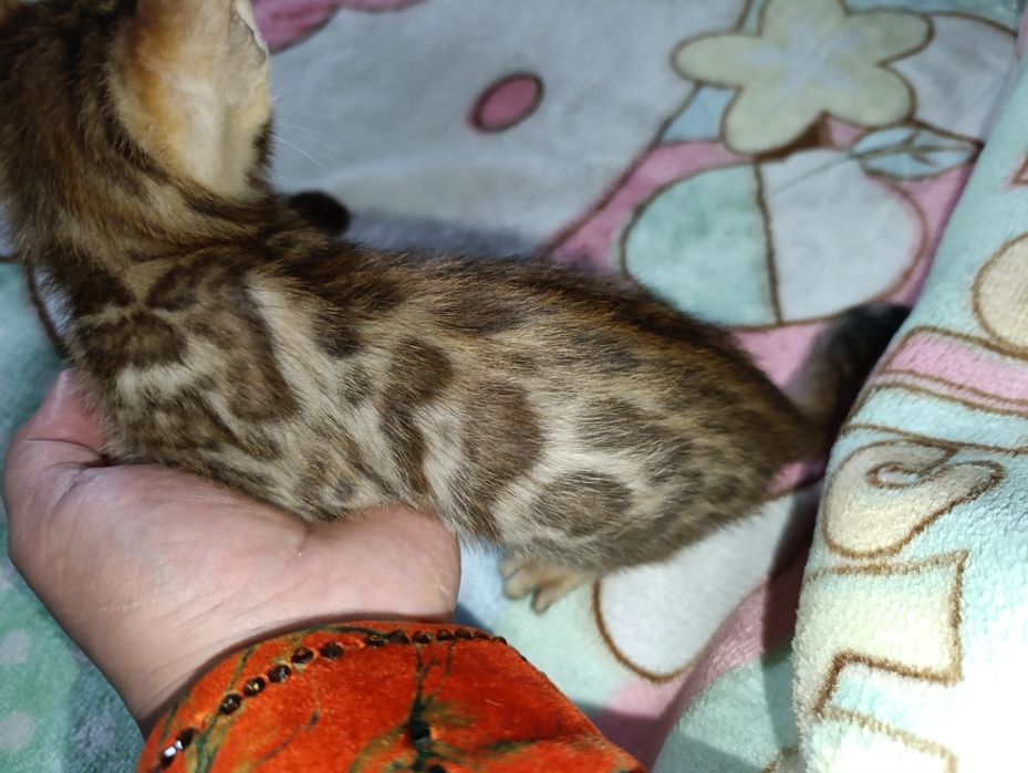 Бенгальские котята