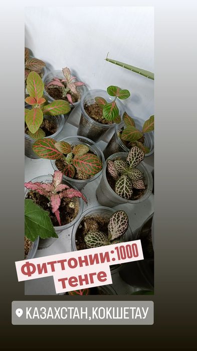 Фиттония:1000 тенге