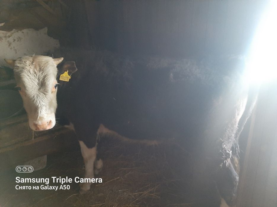 Продам КРС молодняк