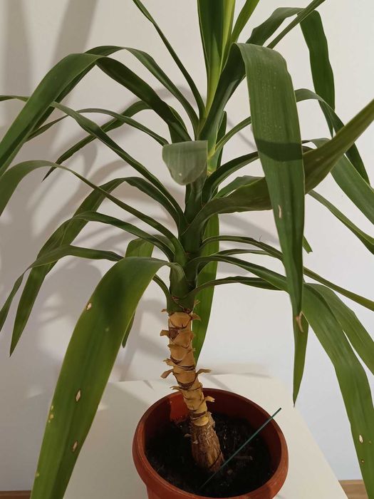 Стайно растение Юка