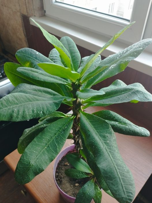 Продам цветы Малочай 2500