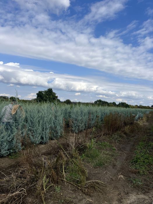 Plante ornamentale de orice specie la pret minim garantat