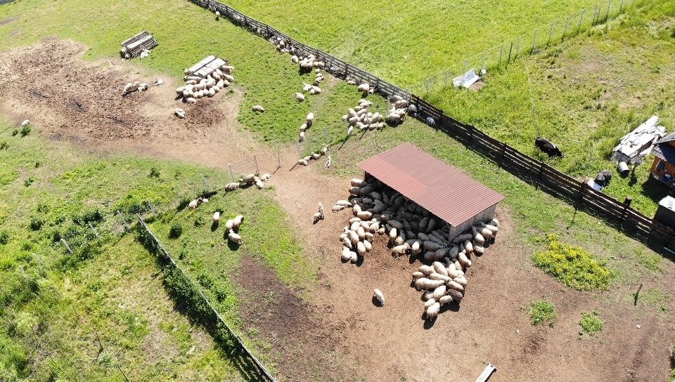 vand miei unasuta treizeci buc , oi una suta noua zeci , cal cinci ani , vacuta trei vitei