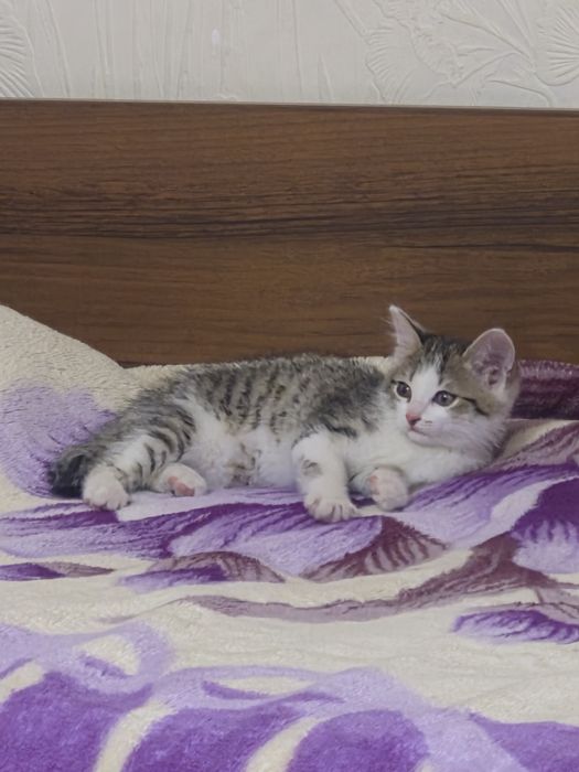 Отдам  мальчик котёнка