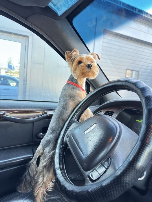 Ищем девочку для нашего Йорка