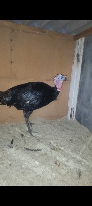 Индюк Продается Молодой