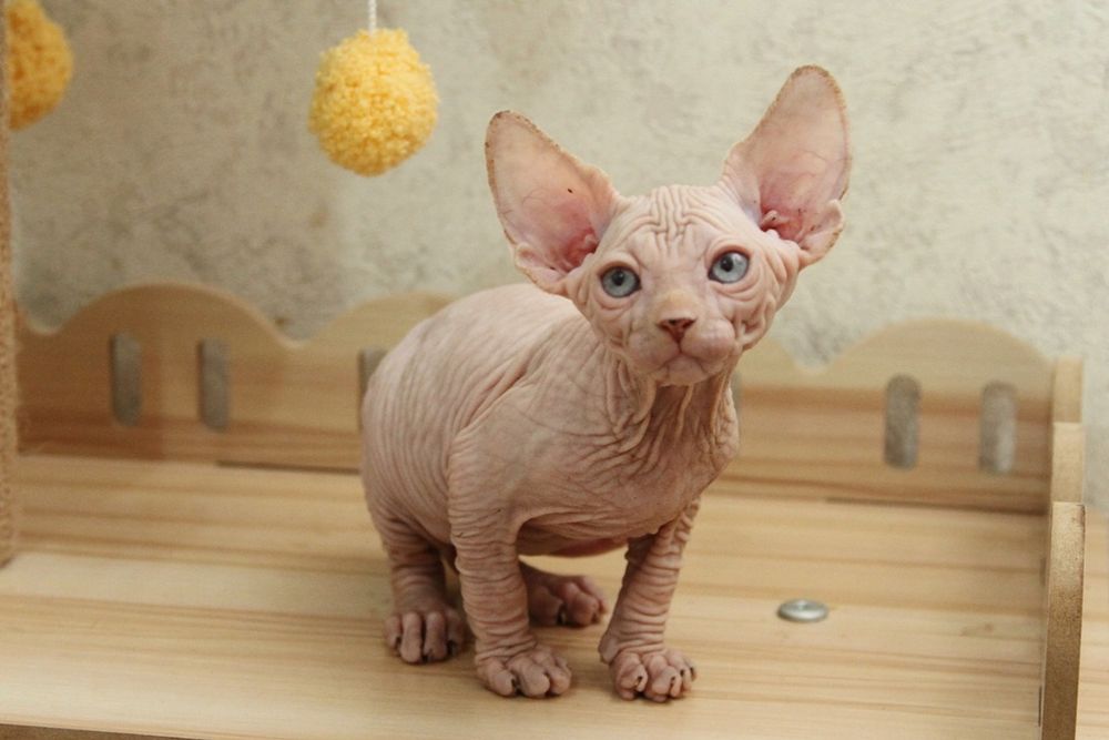 Малыши - сфинксы