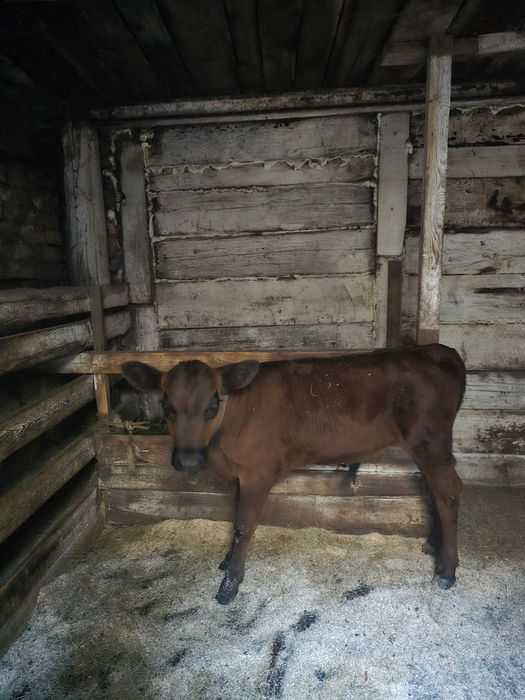 Продам бычка 2,5 месяца