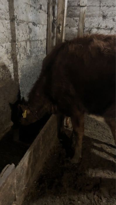 Первотёлка с теленком