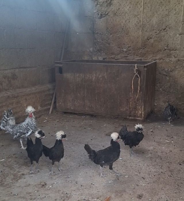 Голандские белохохлые