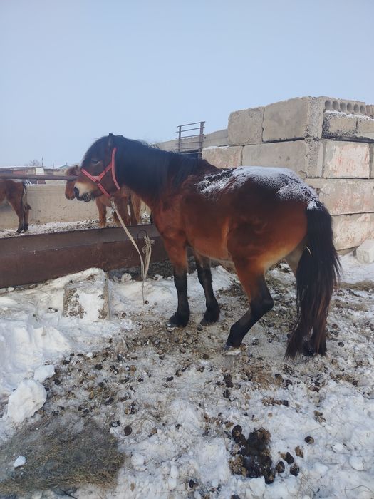 Продам жеребца 8лет