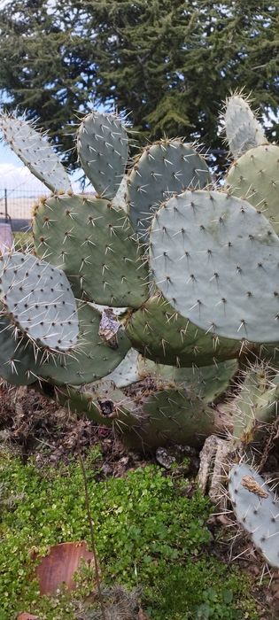 Студоустойчиви кактуси опунция