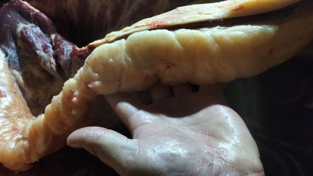 Жылқы мен ірі қара малды қасаптау к