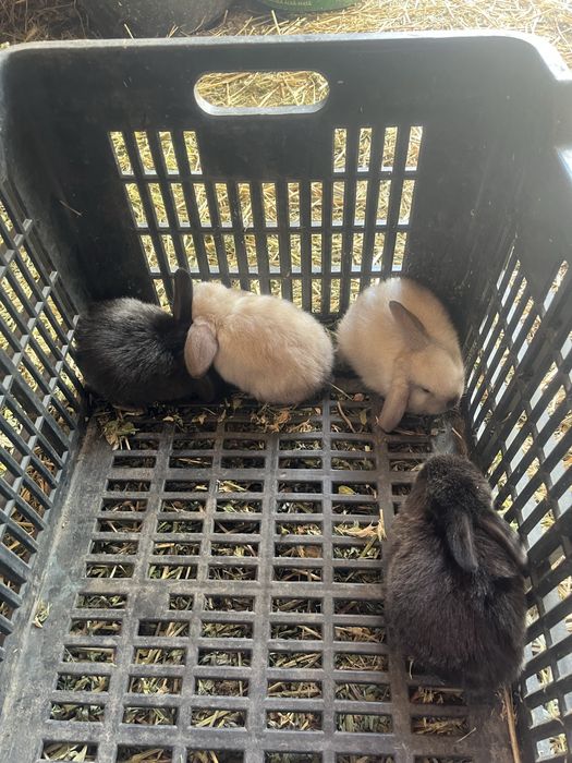 Disponibili Iepurași Holland Lop ( berbec pitic)
