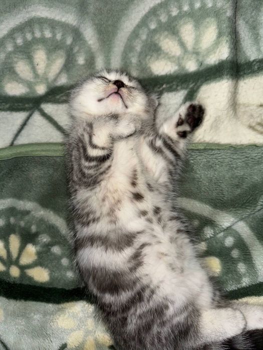 продаётся котенок скотиш фолд