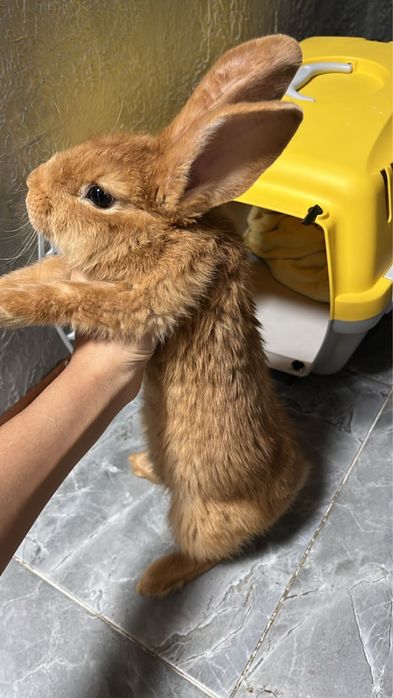 Кролик домашний.