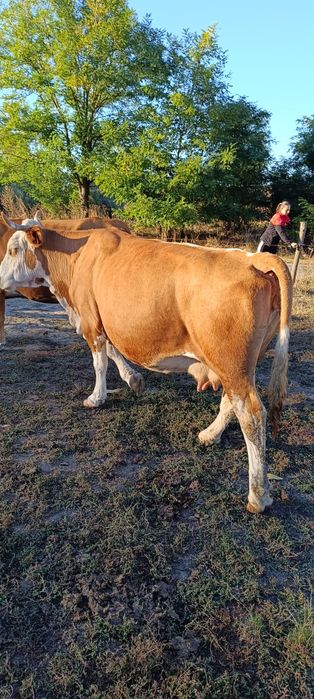 Vacă pentru abator de vânzare