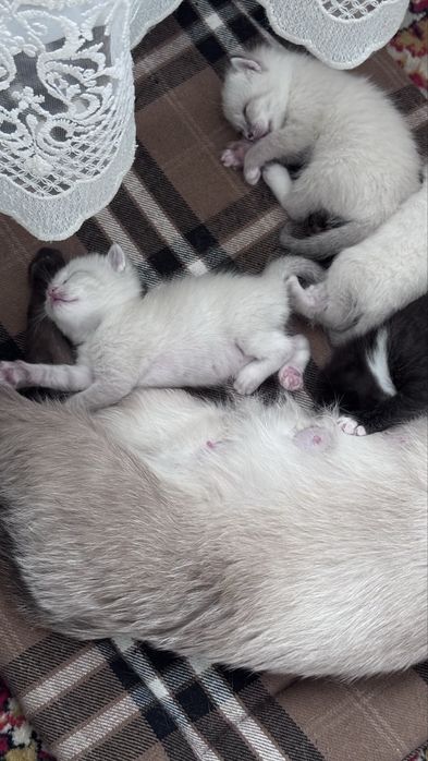 Отдадим котят в добрые руки