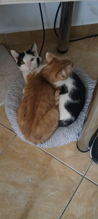 Donez 2 motanii                    .