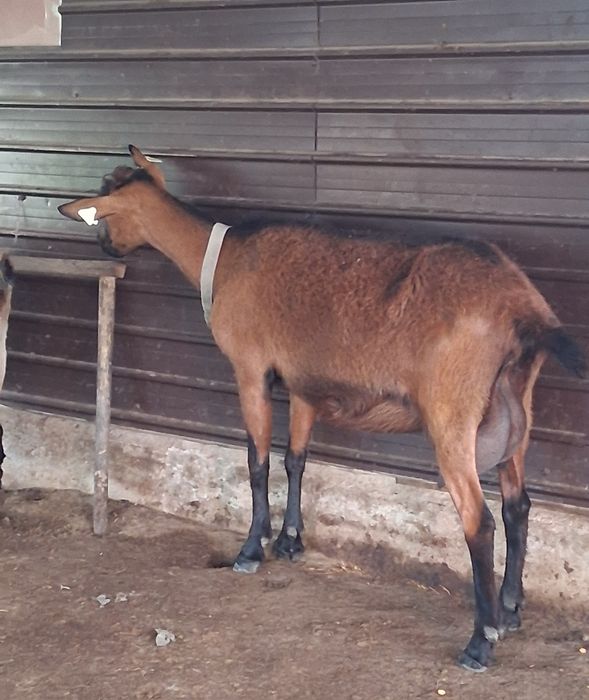 Vând Alpina Franceză