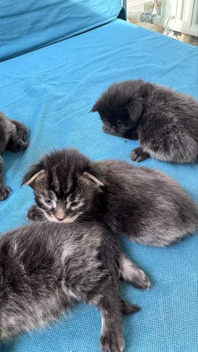 Котята Мейн Кун