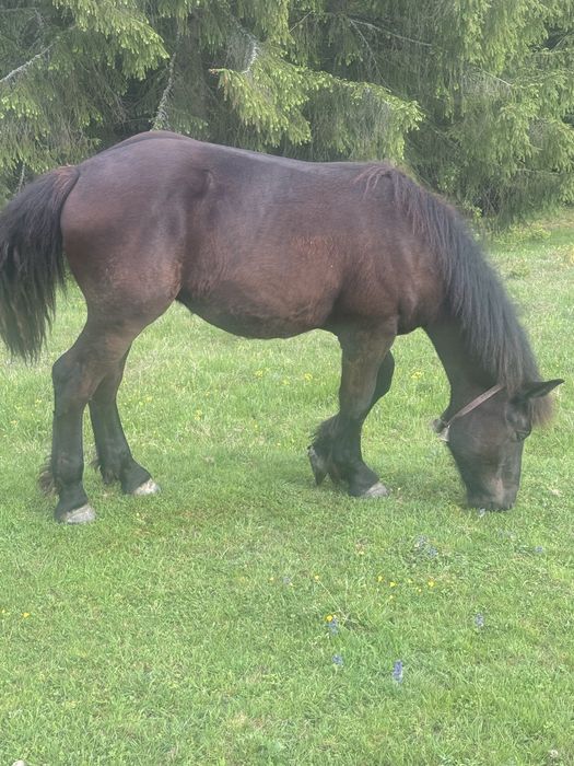 Armasar de vanzare in varsta de 1 an