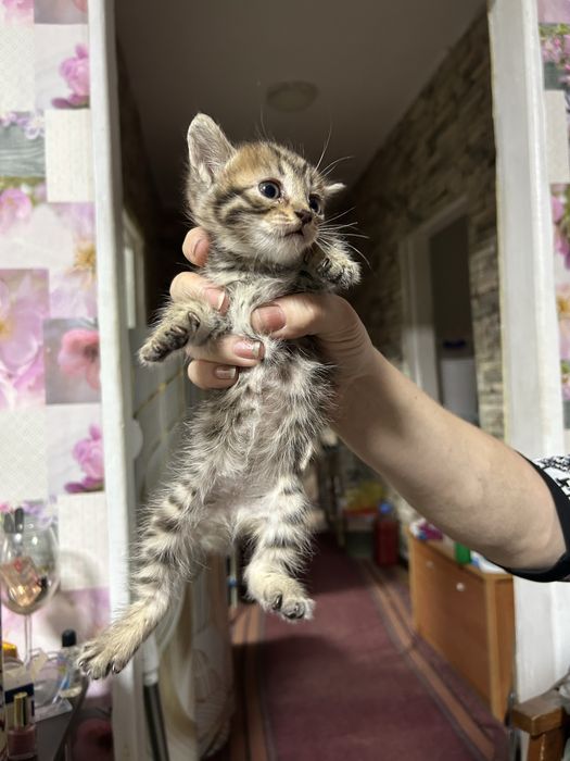 Отдам котят в добрые руки