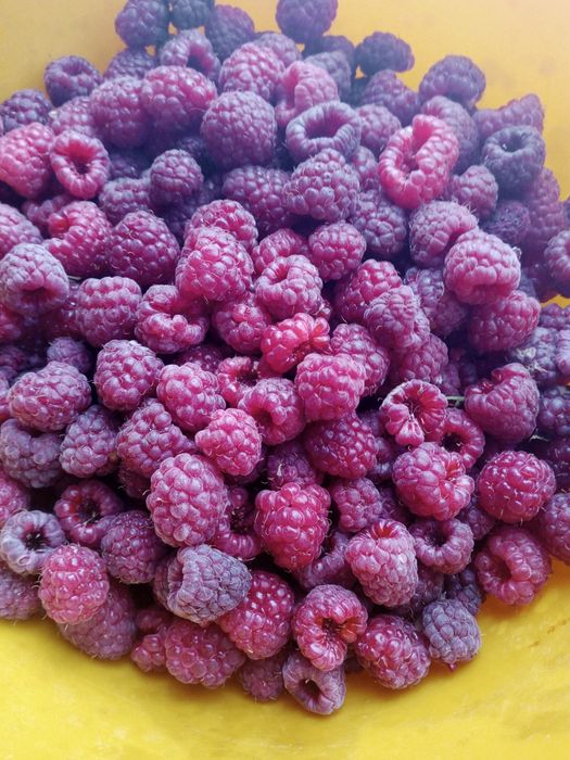 Продам малина  ремонтантная