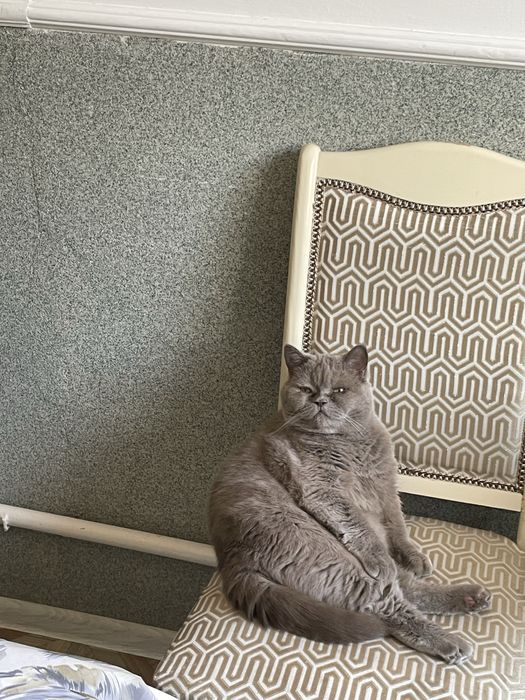 Британский кот ласковый