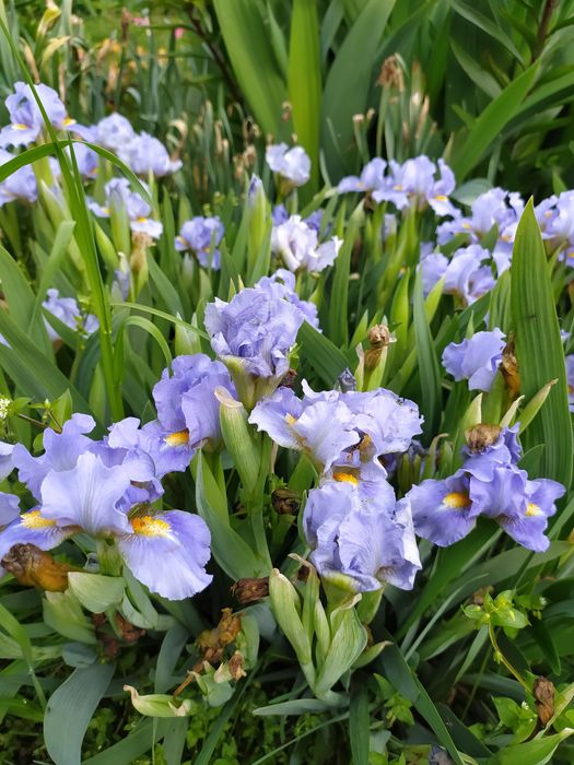 Карликовые ирисы