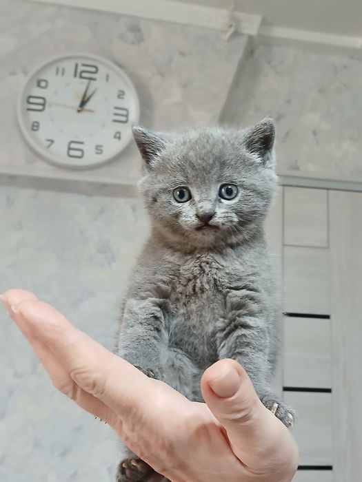 Продаются  породистые   котята голубые шиншилы Скотиш фолд и страйт.