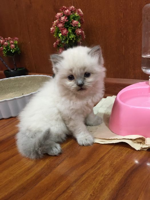 Готовятся к броню Скоттиш фолды