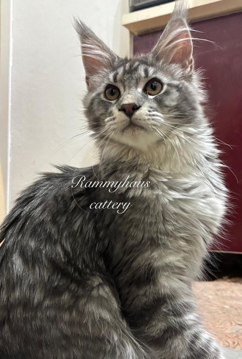 Felisa autorizata WCF, vinde pisoi cu pedigree, rasa Maine coon