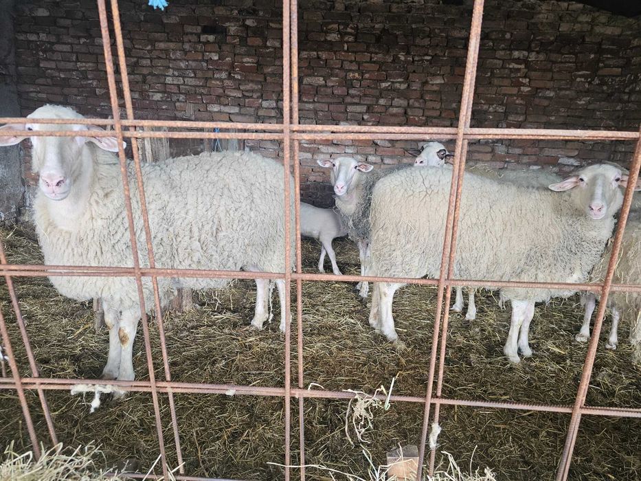 ---Овце и Коч---