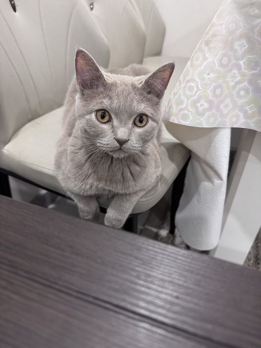 Кот ищет дом! 11 месяцев