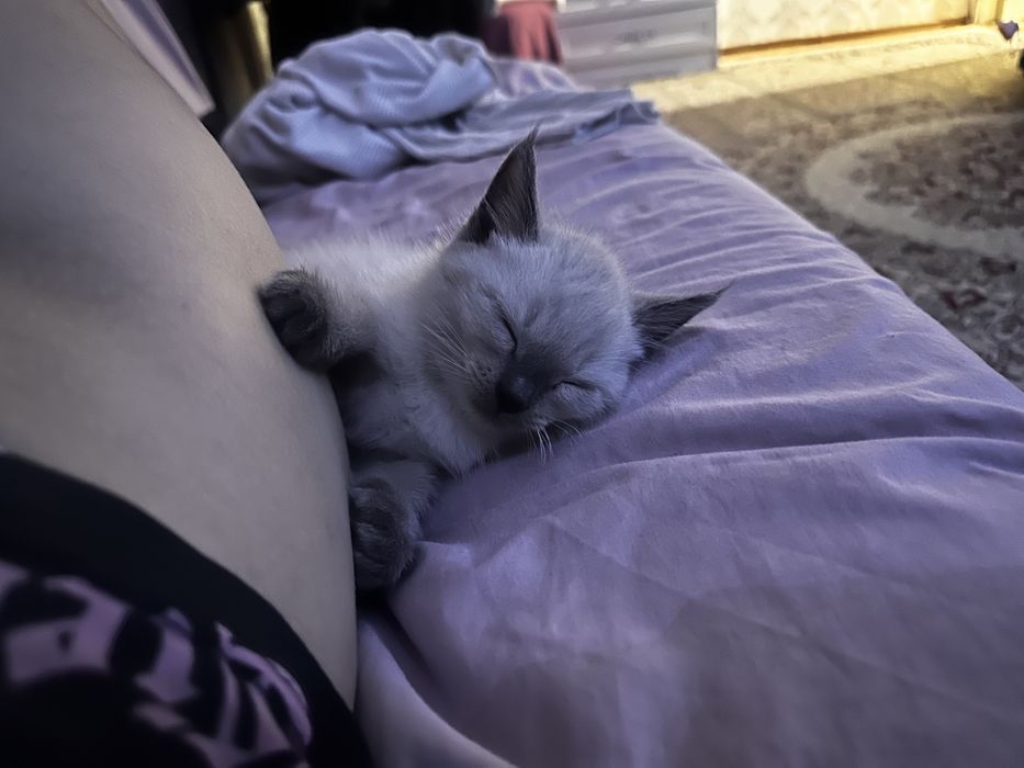 котенок мальчик в добрые руки.