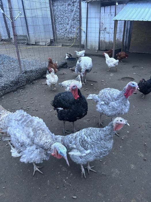 Vand curcani de anul trecut albastru