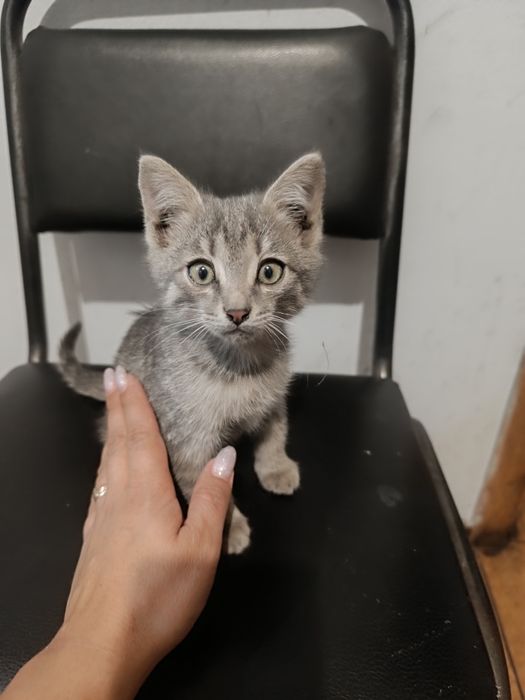 Отдам котёнка в добрые руки